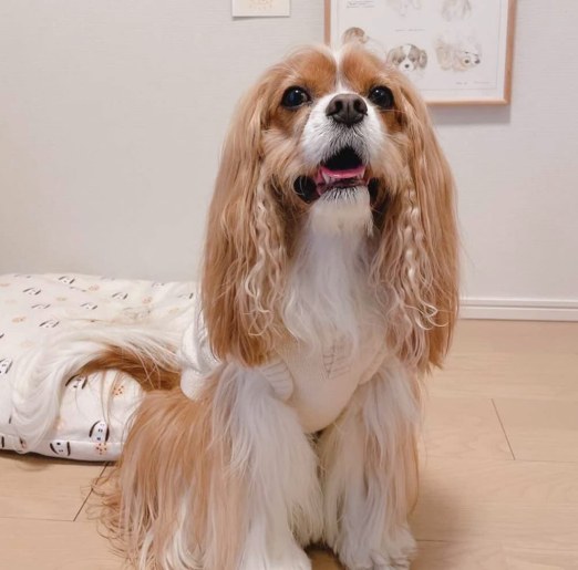 Rileyくんのお写真
