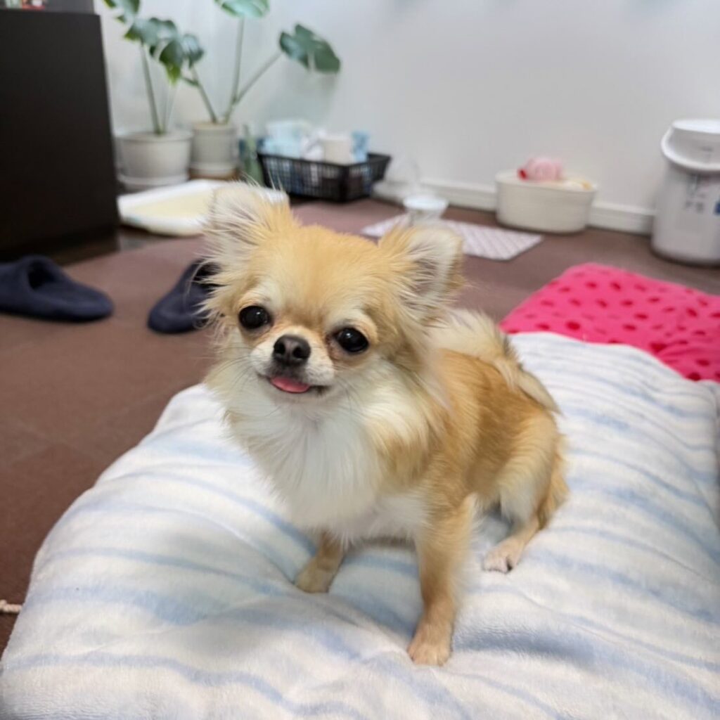 クリームカラーのチワワちゃんのお写真