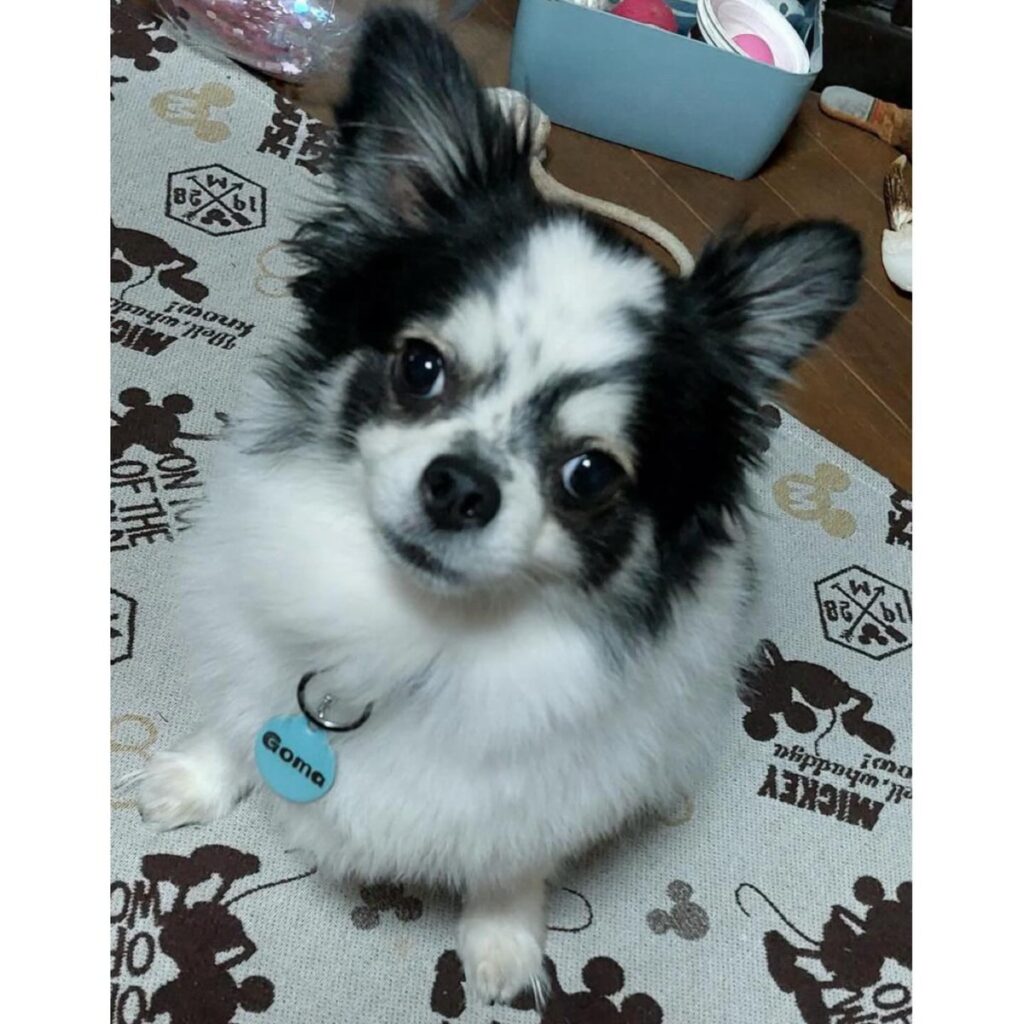 ごまくんのお写真