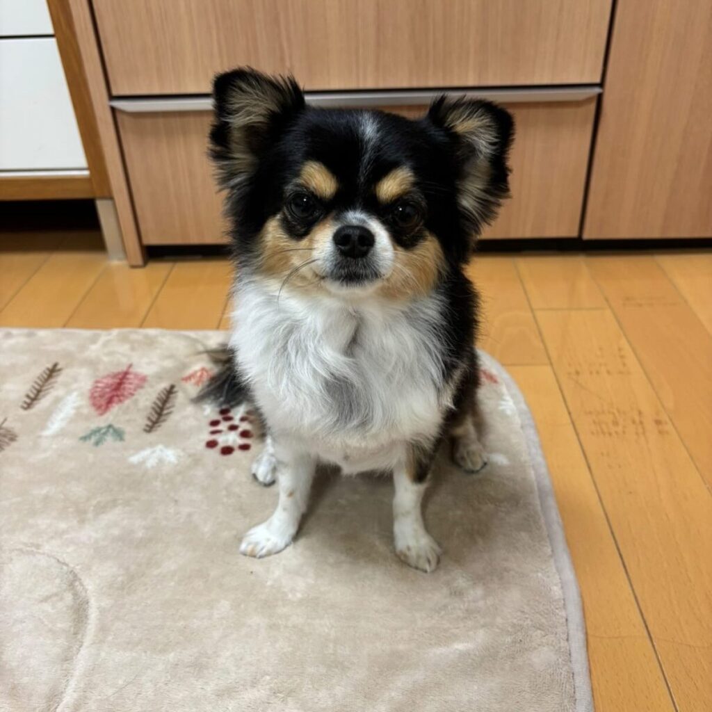 こむぎちゃんのお写真