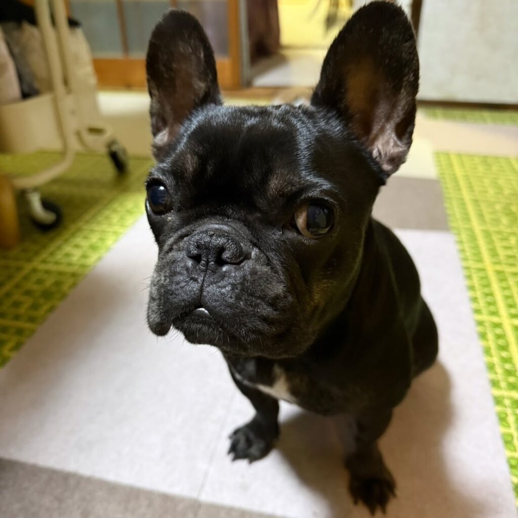 Momoちゃんのお写真